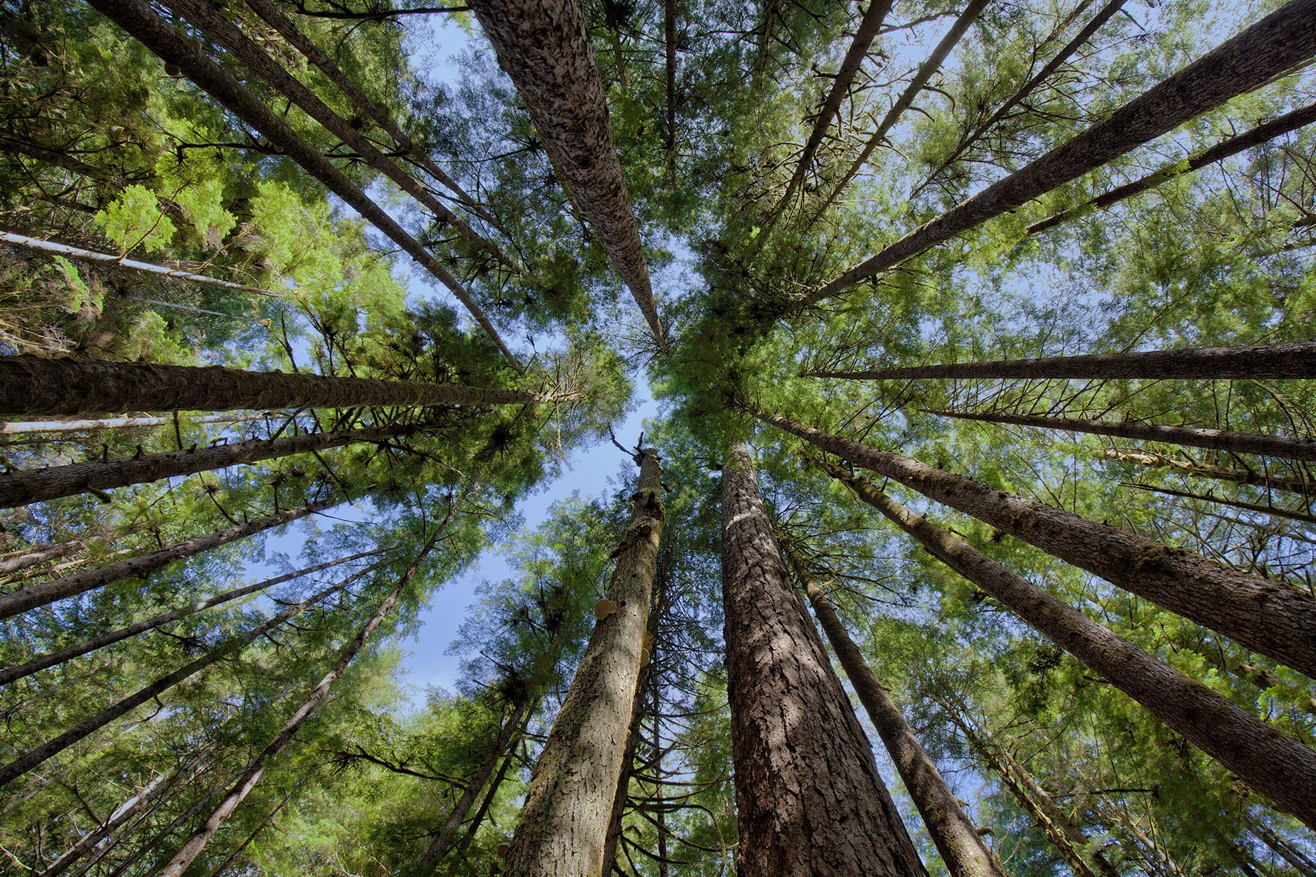 forest