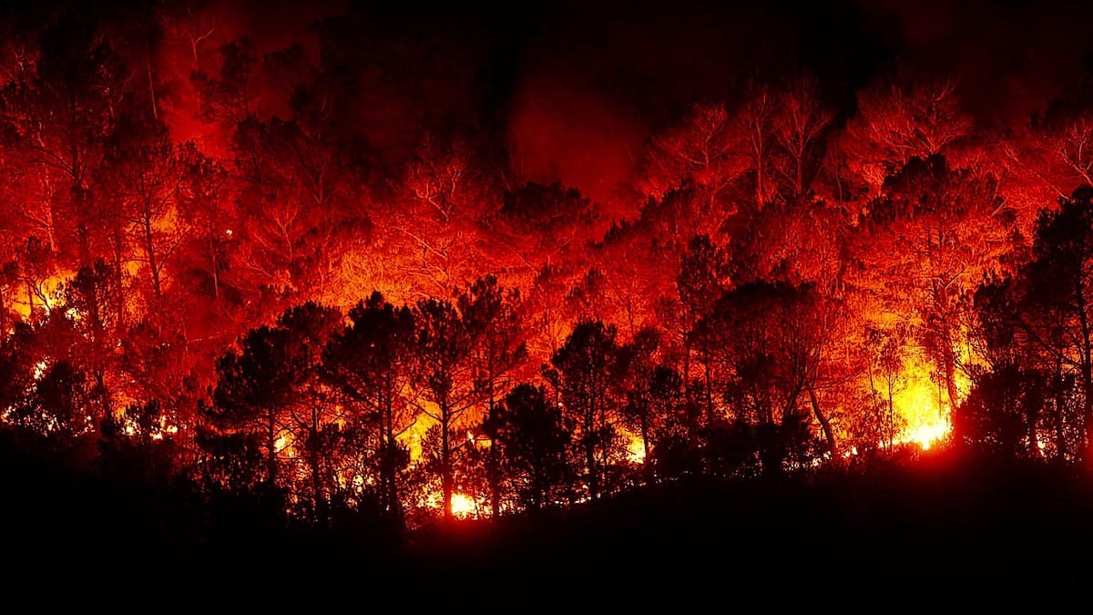 Update: The Resilient Forests Act-The First Step to Positive Forest Management