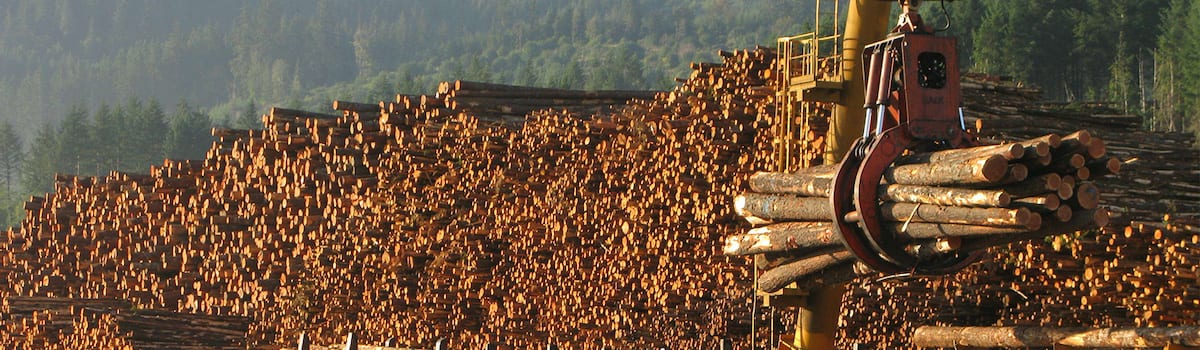 August Market Update: Strong Wood Products Markets Persist as We Head Toward Autumn