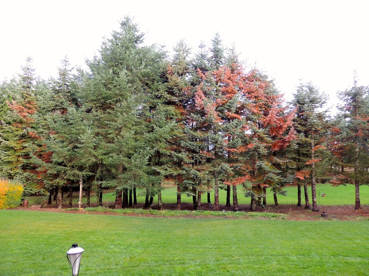 Forest Health in Oregon’s Willamette Valley