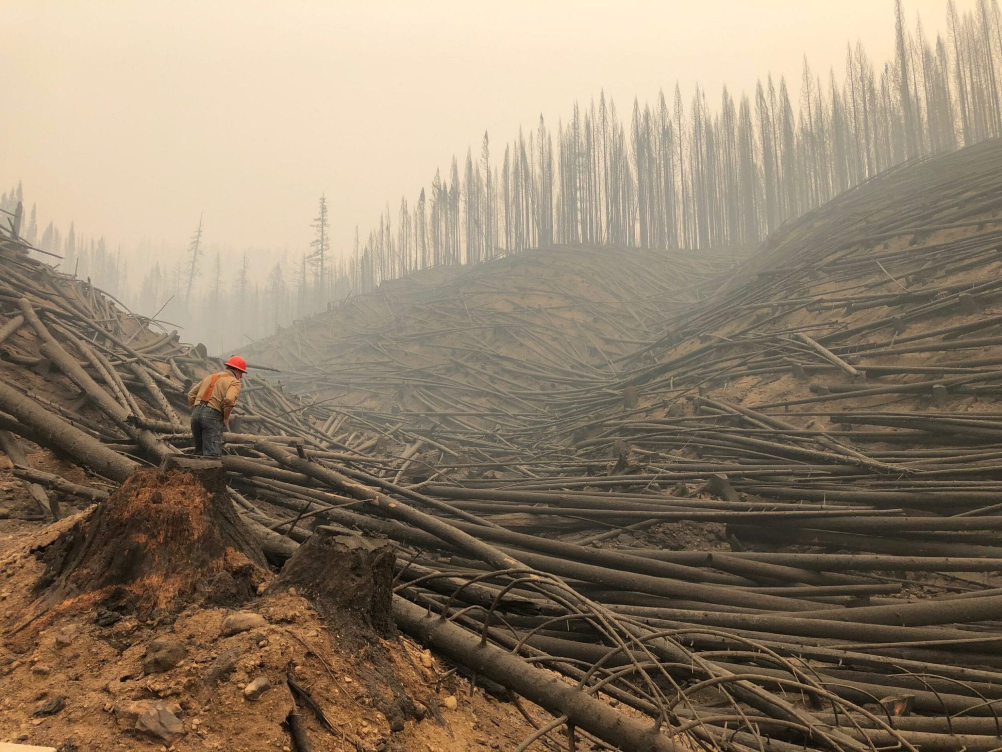 Salvaged Timber from Beachie Creek, Lionshead Fires