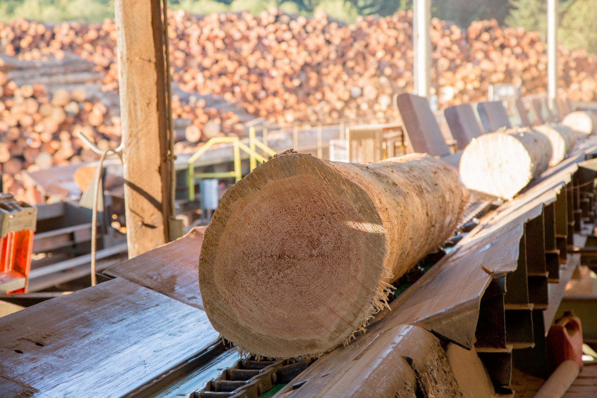 A large tree log on a conveyor belt at a sawmill, with stacked logs in the background—highlighting the early steps that influence plywood pricing.
