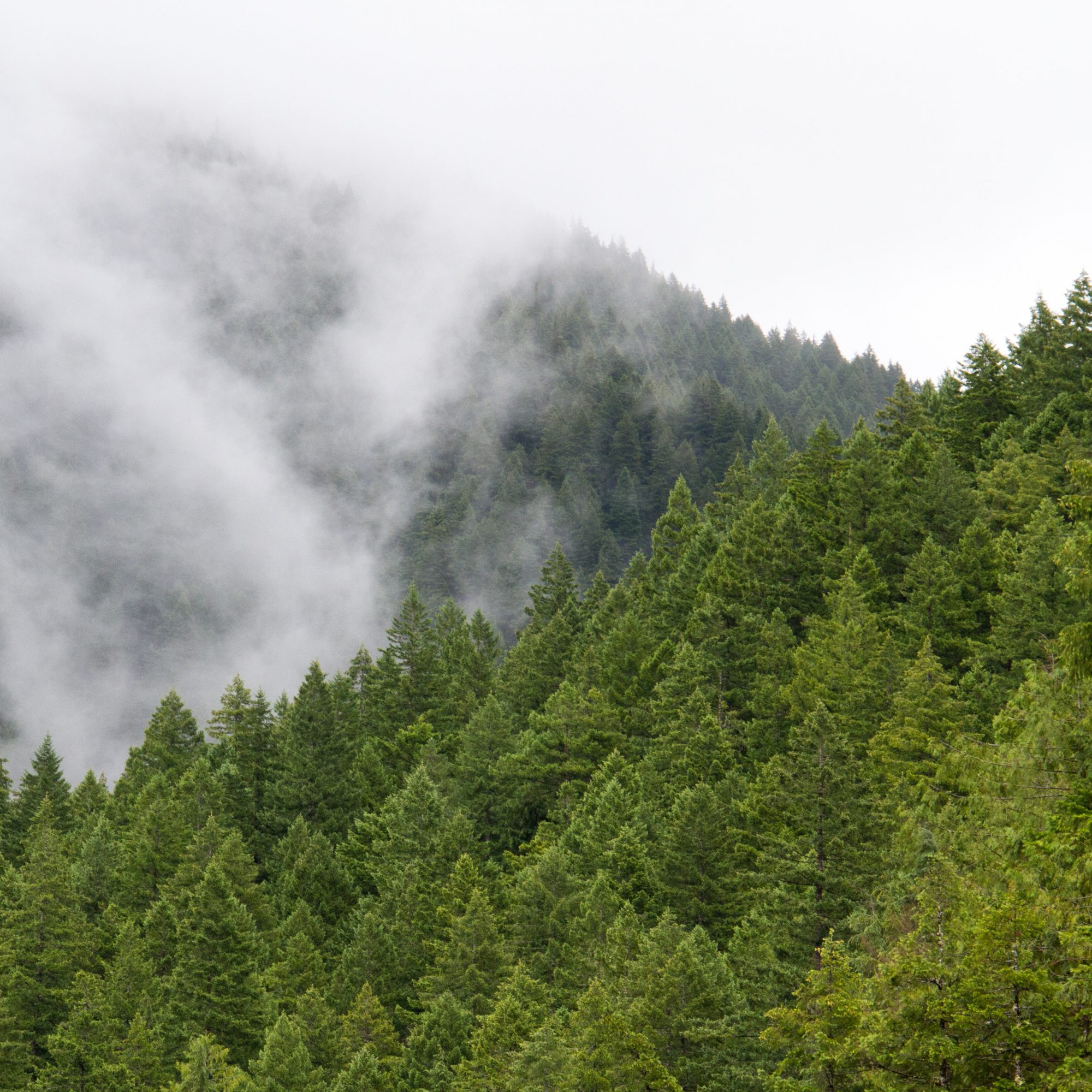 forest fog adam porter iIK81QhpntA unsplash