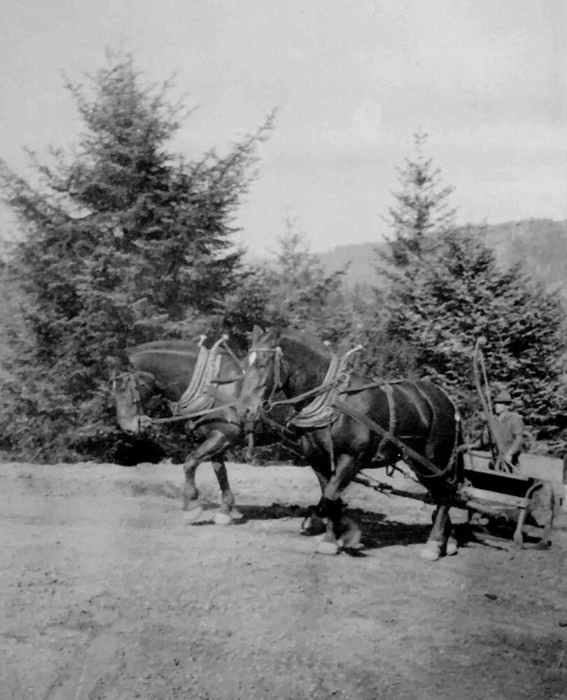 horses 1930s