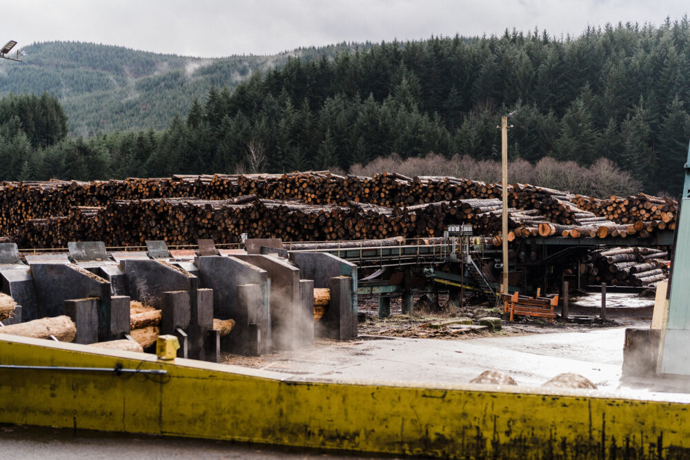 salvage logging