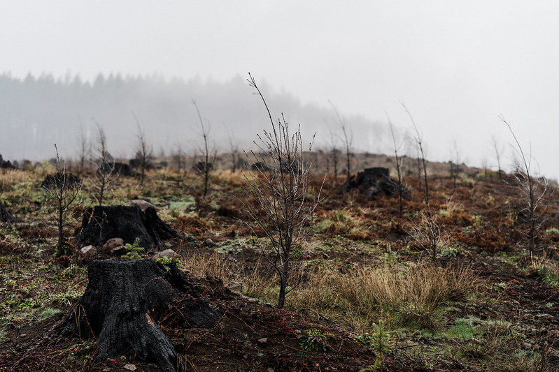 wildfires and electricity