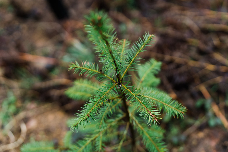 national forest week