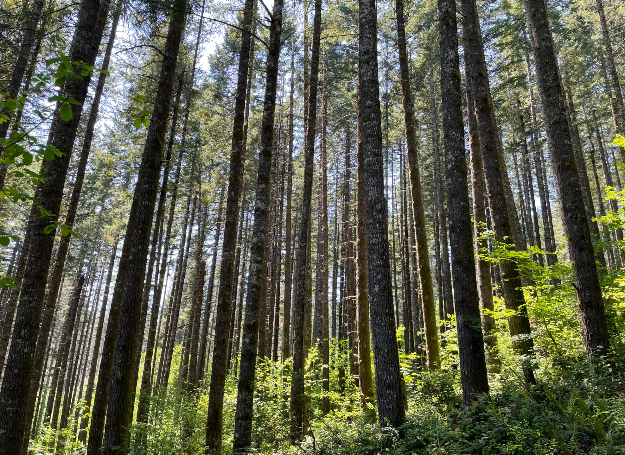 forest tress underbrush sunlight