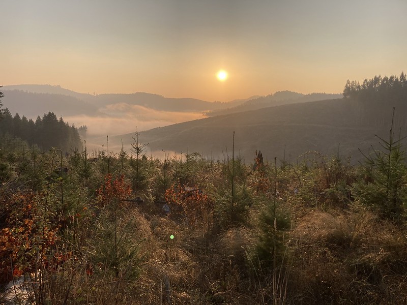 federal timber policy