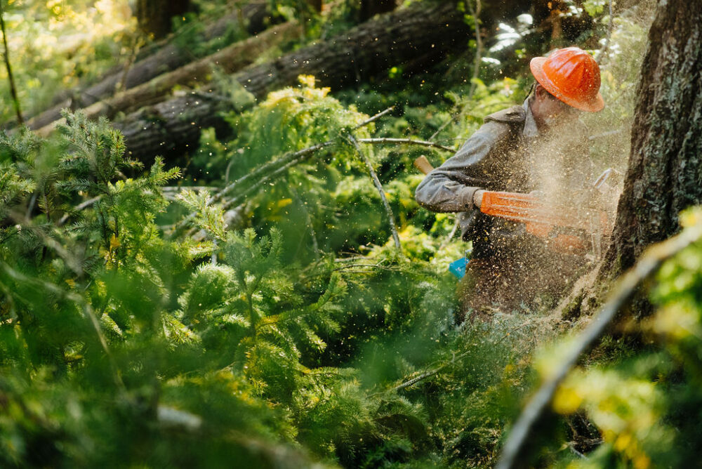 Oregon Forestry